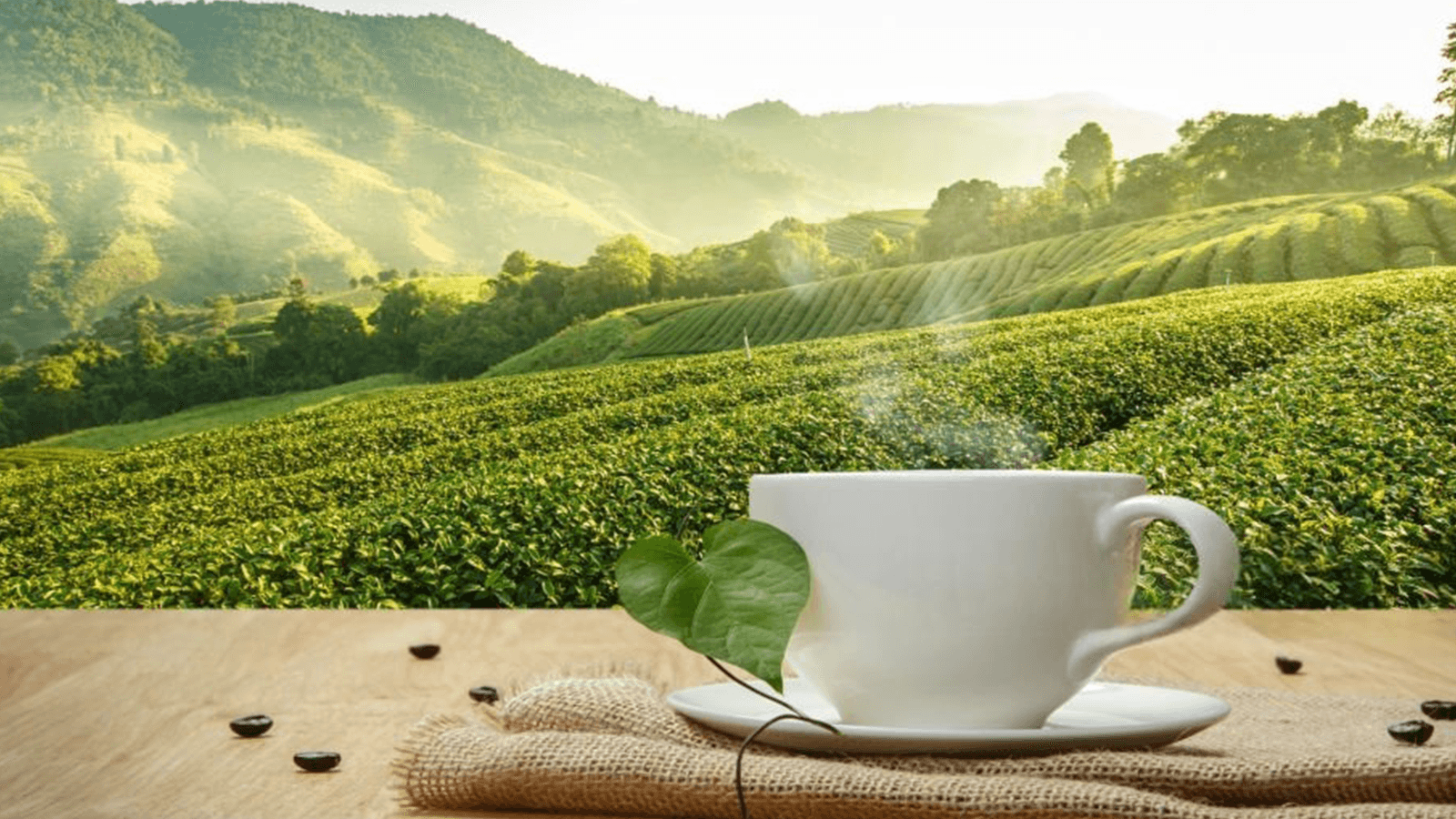 Coffee Plantation (2)