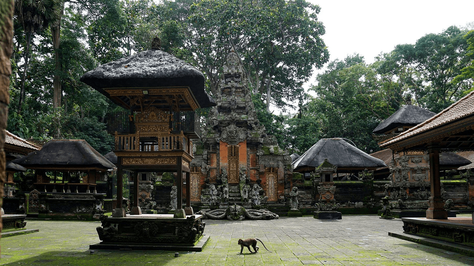 Sacred Monkey Forest (1)
