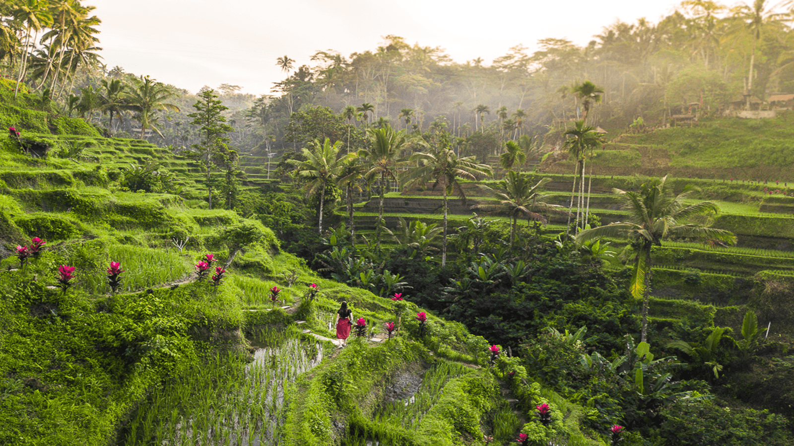 Tegalalang Rice Terrace (2)